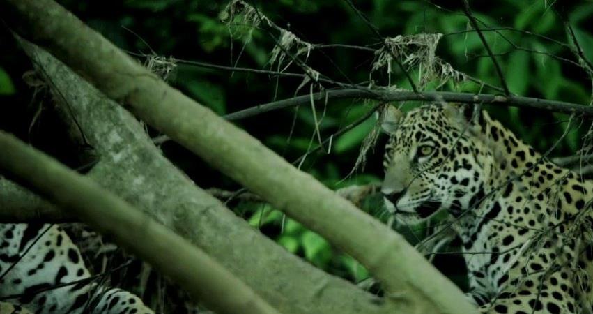 Однажды в лесу) (2013) смотреть онлайн бесплатно в хорошем качестве