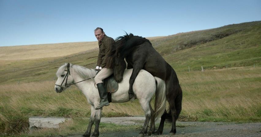 О лошадях и людях (Исландия) смотреть в хорошем качестве