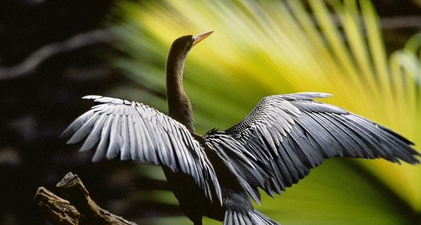 Амазония: Инструкция по выживанию (Франция) 2013 смотреть в 4K качестве онлайн