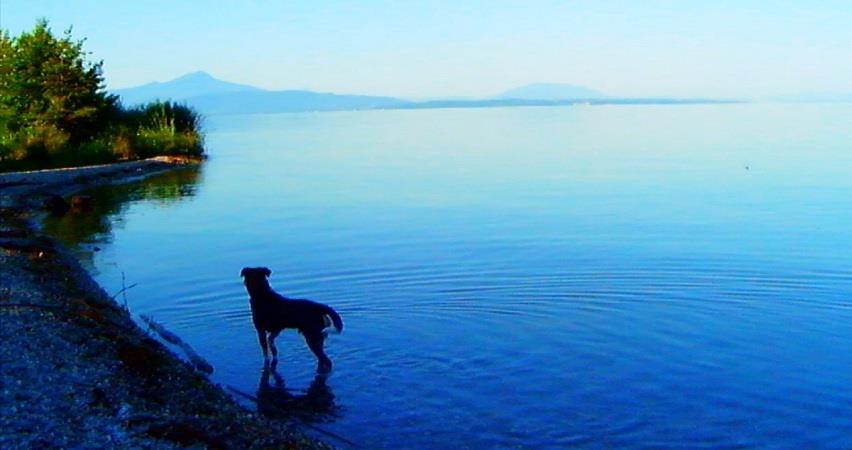 Прощай речь 3D (Франция) 2014 смотреть в 4K качестве онлайн