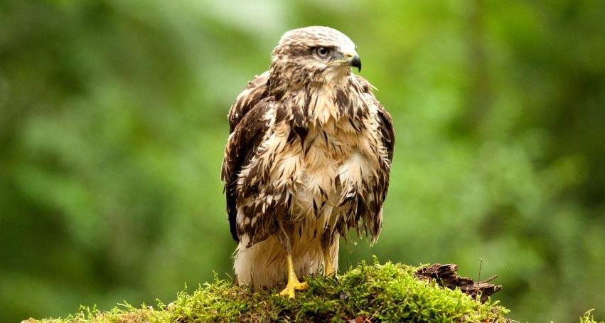 Зеленая планета (Германия) смотреть онлайн без рекламы