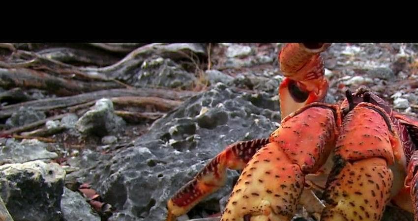 Фильм Альдабра. Путешествие к таинственному острову (Чехия) 2015 онлайн в качестве 1080p