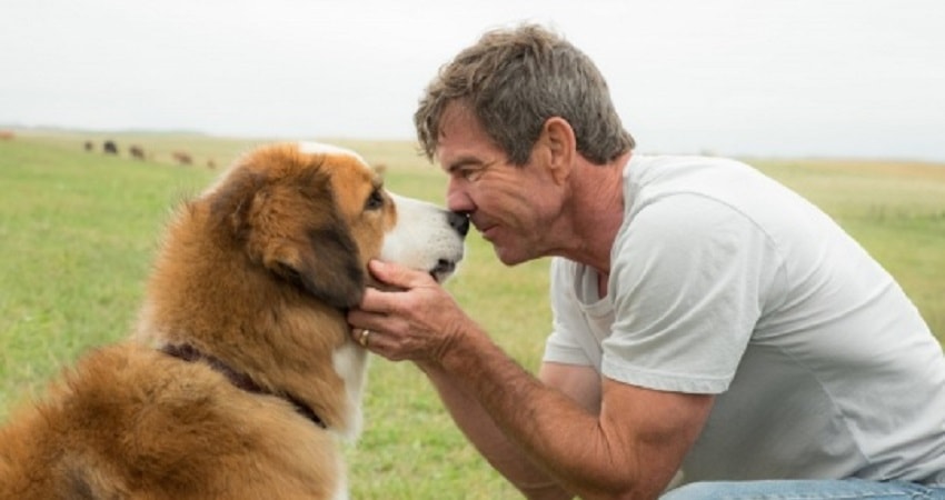 Собачья жизнь (США) 2017 смотреть онлайн в хорошем качестве