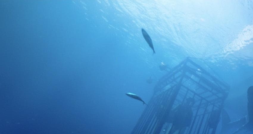 47 метров (Великобритания) смотреть онлайн в качестве 4K