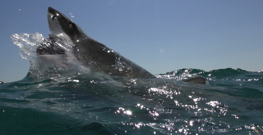 Фильм Над глубиной: Хроника выживания смотреть онлайн