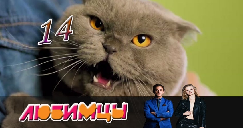 Любимцы 1 сезон 14 серия смотреть полностью без перерыва