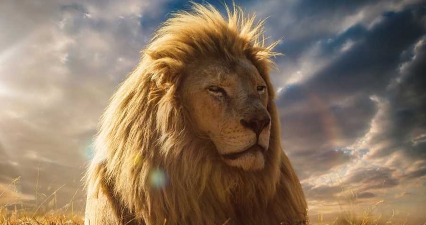 Король Лев (США) полностью в хорошем качестве и бесплатно