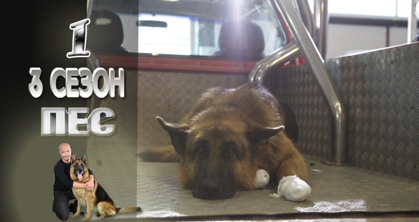 Пес (сериал) (2015-2017) 3 сезон 1 серия смотреть онлайн бесплатно