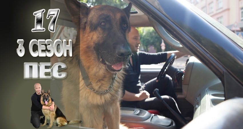 Смотреть сериал Пес (сериал) 3 сезон 17 серия в отличном качестве