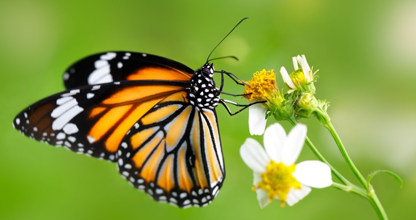 Баттерфляймания (Франция) смотреть онлайн без рекламы