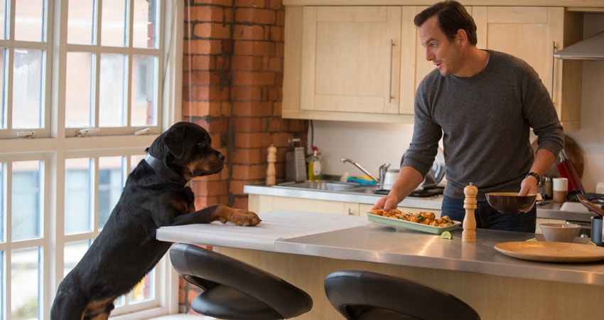 Смотреть фильм Псы под прикрытием (США) HD 1080, 4K