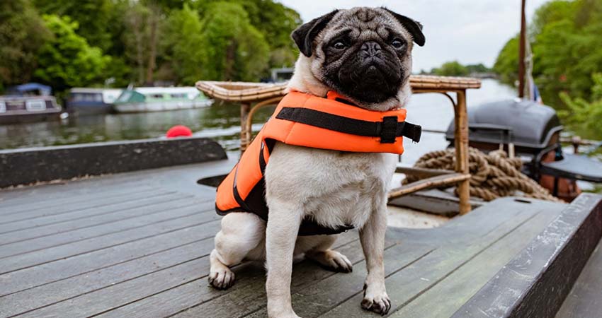 Смотреть Патрик 2018 (2018) онлайн бесплатно и без смс