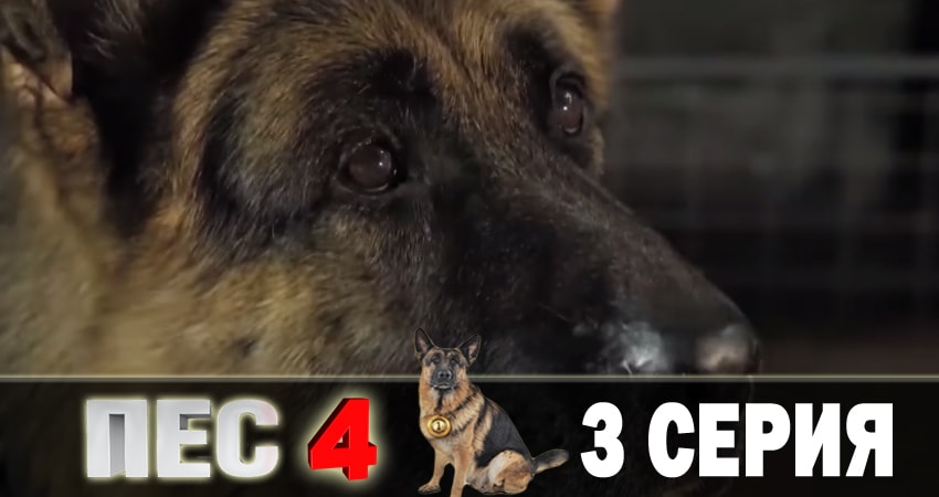 Пес (сериал) (5 сезон) 4k
