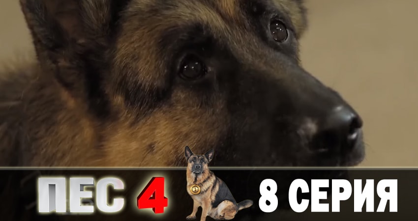 Сериал Пес (сериал) (4 сезон, 8 серия) смотреть онлайн в хорошем качестве бесплатно