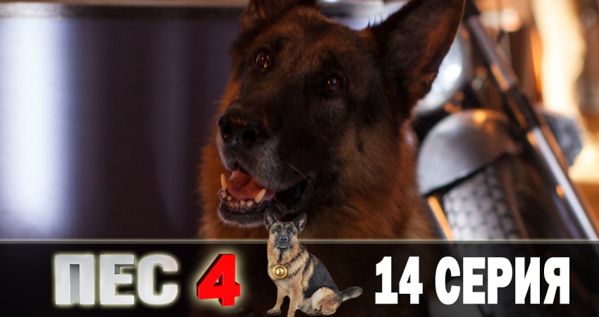 Сериал Пес (сериал) (2018) 4 сезон 14 серия смотреть бесплатно в хорошем качестве