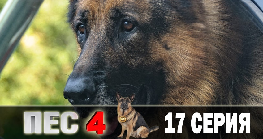 Сериал Пес (сериал) 4 сезон 17 серия онлайн в качестве 1080p