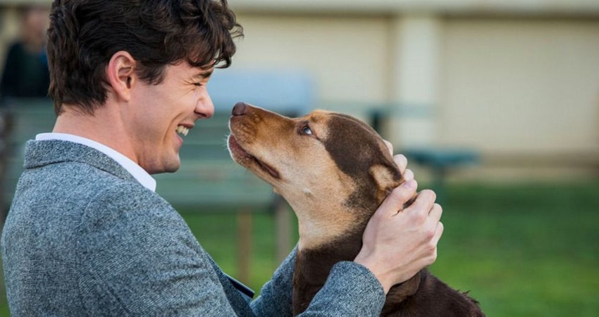 Путь домой (США) смотреть онлайн в качестве 4K