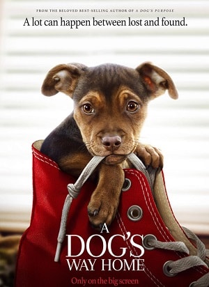 Фильм Путь домой (2019) смотреть онлайн в HD качестве без рекламы и регистрации