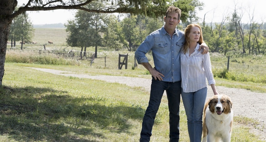 Смотреть Фильм Собачья жизнь 2 (2019) без рекламы в HD