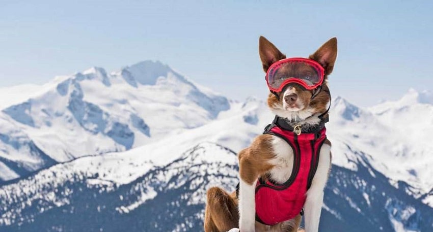 Фильм Суперсобаки (Великобритания) в хорошем качестве 1080 Full HD